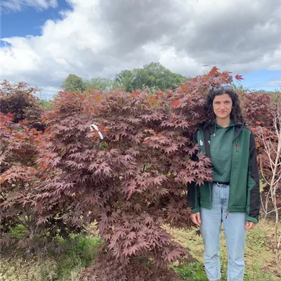 Solitär 150-175 BA23-027 512 - Fächerahorn 'Fireglow' - Acer palmatum 'Fireglow' - Collection