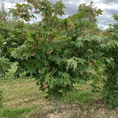 Solitär 150-175 BA23-018 512 - Fächerahorn 'Osakazuki' - Acer palmatum 'Osakazuki' - Collection