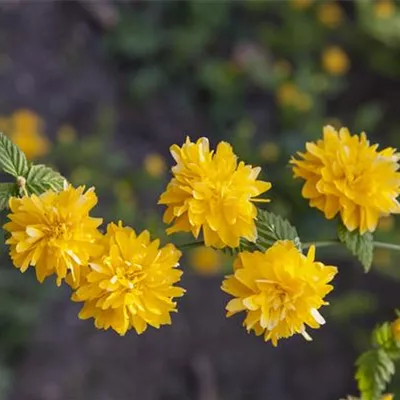 Container 70 - 80 - Japanische Kerrie - Kerria japonica 'Pleniflora'