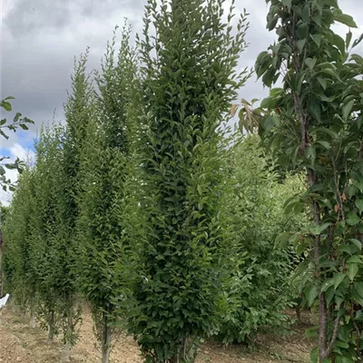 Solitär 450-500 BA23-047 1640 - Pyramiden-Hainbuche 'Fastigiata' - Carpinus betulus 'Fastigiata' - Collection