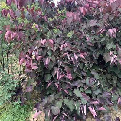 Solitär 175-200 BA23-023 760 - Judasbaum 'Forest Pansy' - Cercis canadensis 'Forest Pansy' - Collection