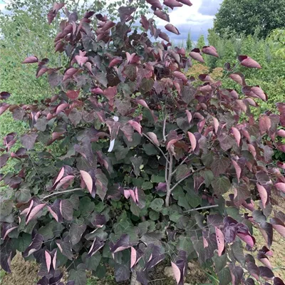 Solitär 175-20 BA23-024 760 - Judasbaum 'Forest Pansy' - Cercis canadensis 'Forest Pansy' - Collection