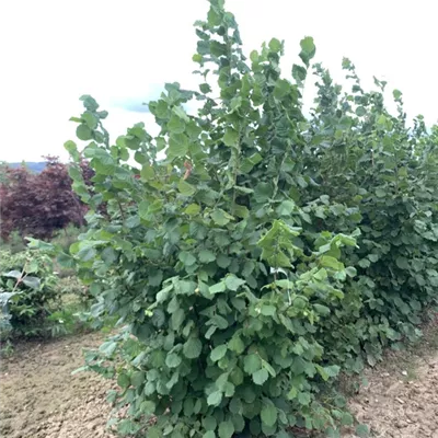 Solitär 225-250 BA23-017 184 - Waldhasel - Corylus avellana - Collection