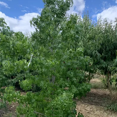 Solitär 225-250 BA23-058 448 - Amerikanischer Amberbaum - Liquidambar styraciflua - Collection