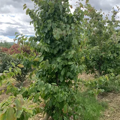 Solitär 250-275 BA23-014 776 - Eisenbaum - Parrotia persica - Collection