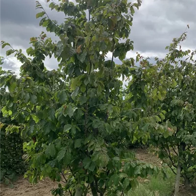 Solitär 250-275 BA23-015 776 - Eisenbaum - Parrotia persica - Collection