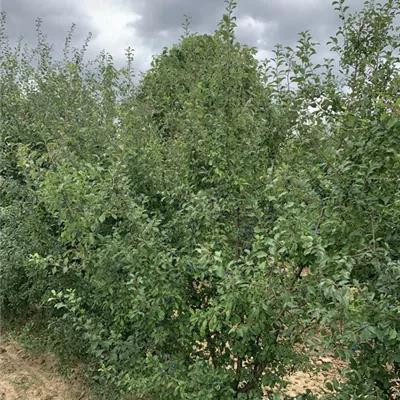 Solitär 200-225 BA23-039 156 - Schlehe,Schwarzdorn - Prunus spinosa - Collection