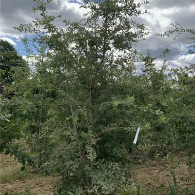 Solitär 250-275 BA23-009 776 - Flaumeiche - Quercus pubescens - Collection