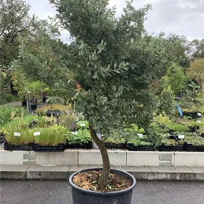 Solitär 250-300 BO23-006 2350 - Flaumeiche - Quercus pubescens - Collection