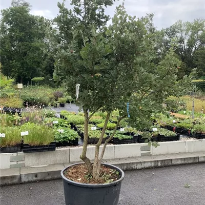 Solitär 250-300 BO23-010 2350 - Flaumeiche - Quercus pubescens - Collection