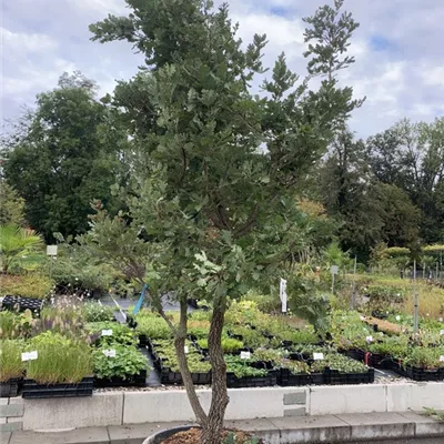 Solitär 350-400 BO23-003 3250 - Flaumeiche - Quercus pubescens - Collection