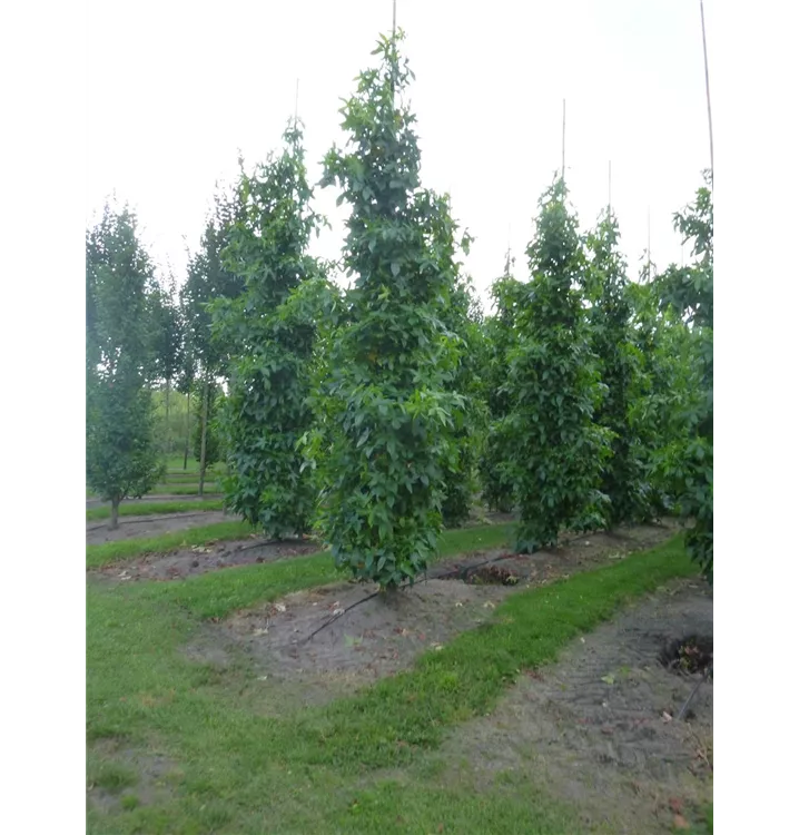 Liquidambar styraciflua 'Slender Silhouette'