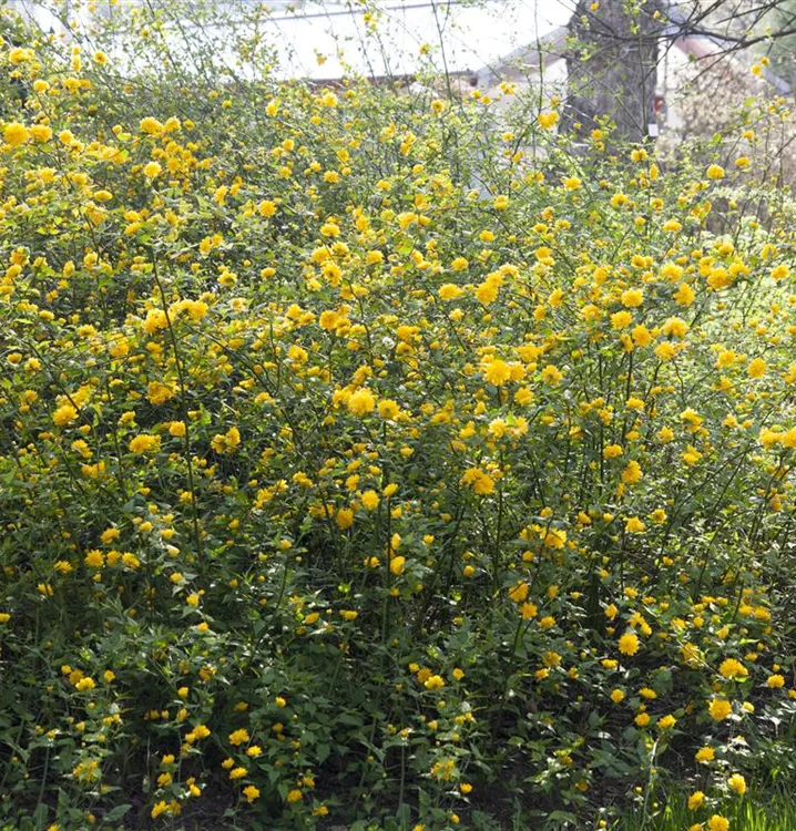 Japanische Kerrie - Kerria japonica