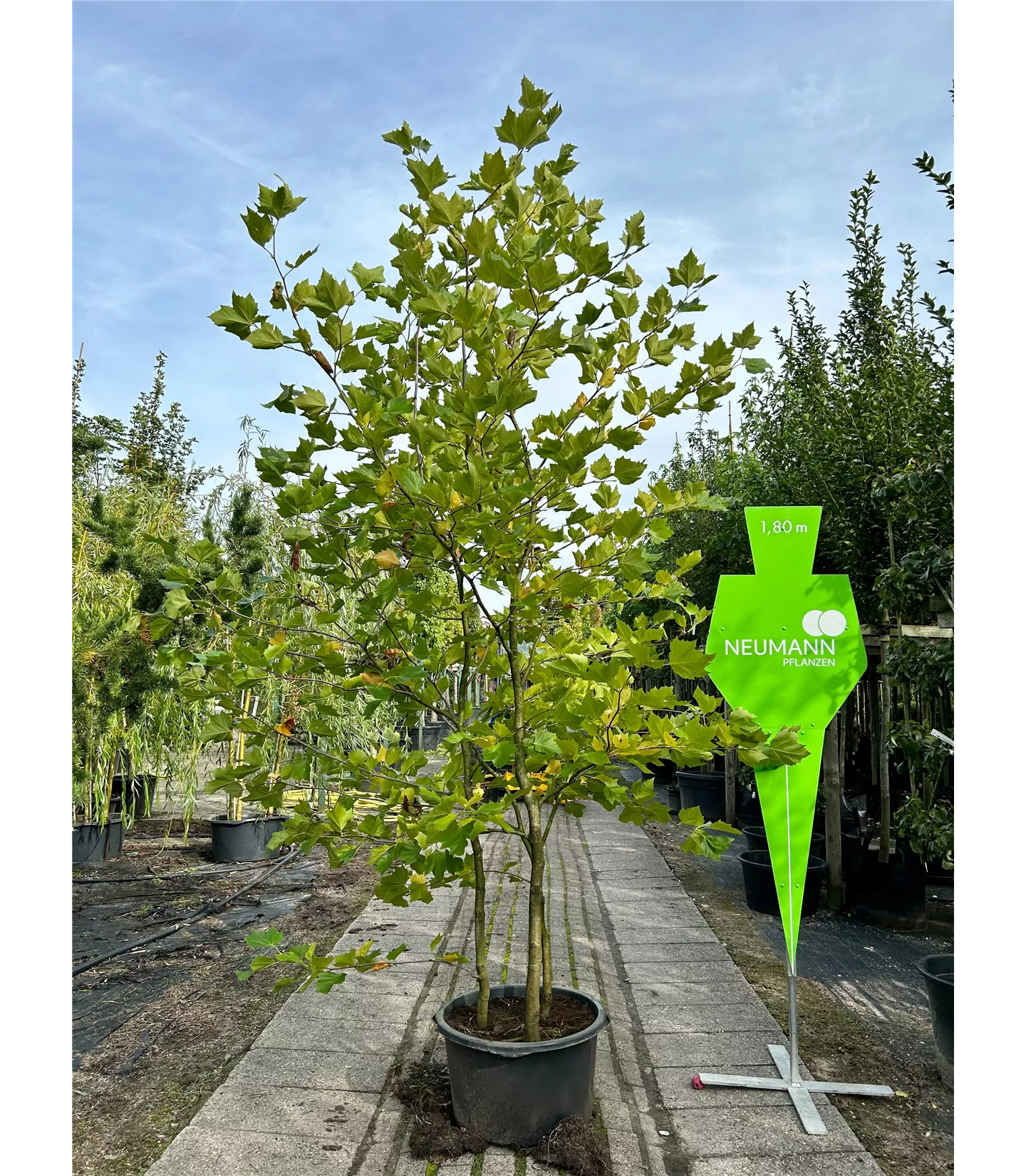 Platanus hispanica - Collection