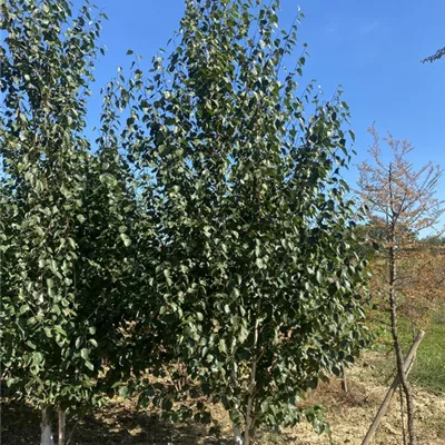 SCH23-015 400/450 - Himalayabirke - Betula jacquemontii - Collection