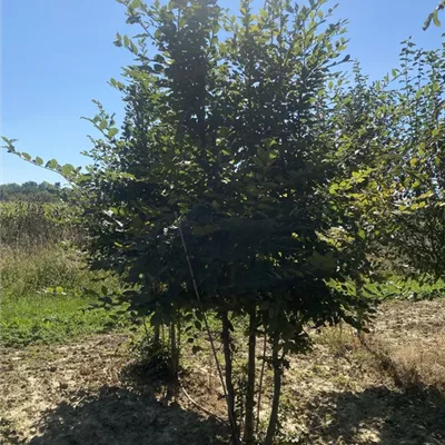 SCH23-012 Mehrstämmig 350/400 - Hainbuche,Weißbuche - Carpinus betulus - Collection