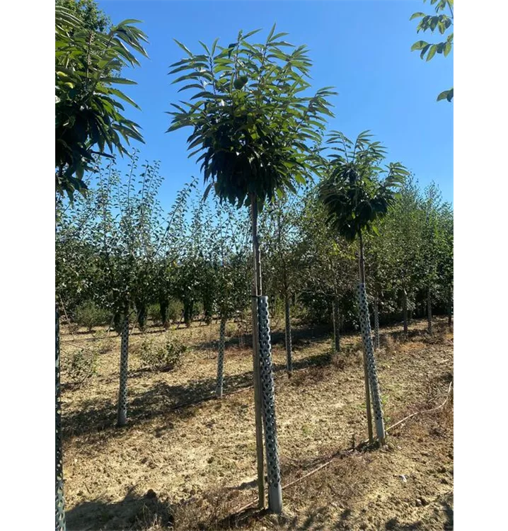 Esskastanie 'Bouche de Betizac' - Castanea sativa 'Bouche de Betizac' - Collection