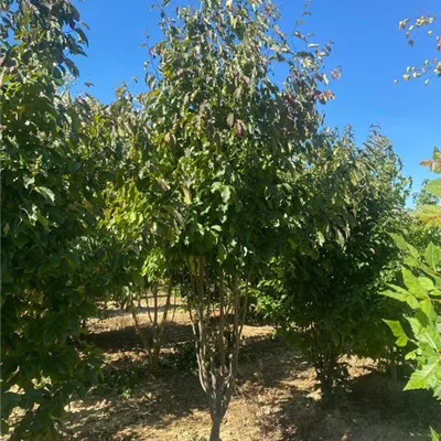 SCH23-001 Schirmform 300/350 - Eisenbaum 'Vanessa' - Parrotia persica 'Vanessa' - Collection