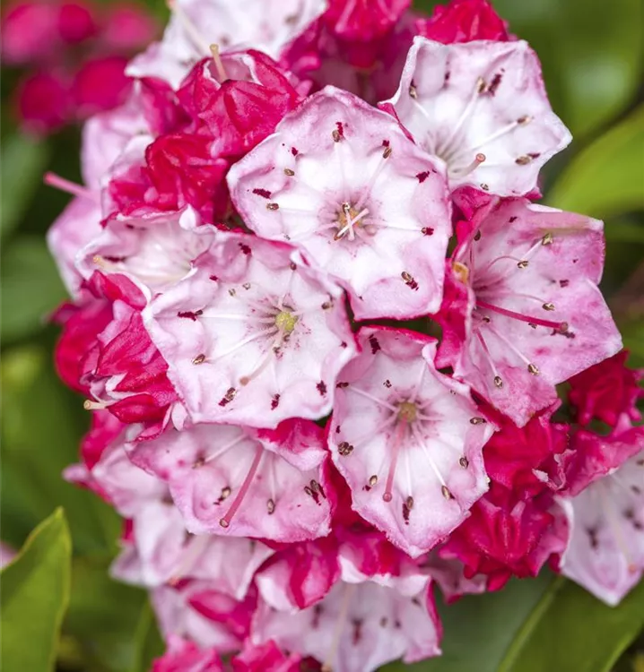 Lorbeerrose, Berglorbeer - Kalmia latifolia 'Ostbo Red'