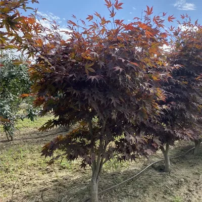 SCH23-043 125/150 - Fächerahorn 'Fireglow' - Acer palmatum 'Fireglow' - Collection