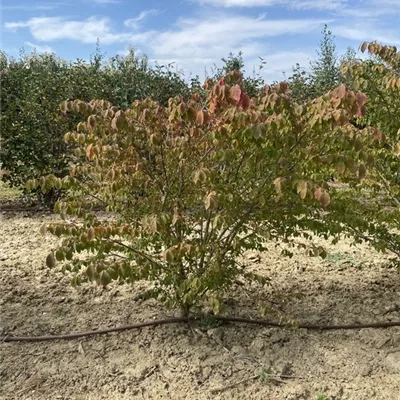 SCH23-046 100/125 - Korkflügelstrauch - Euonymus alatus - Collection