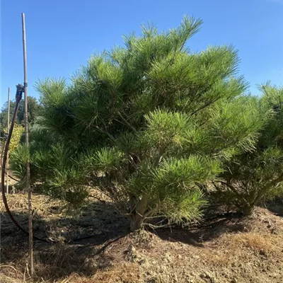 SCH23-021 125/150 - Japan.Strauchkiefer 'Umbraculifera' - Pinus densiflora 'Umbraculifera' - Collection