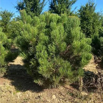 SCH23-024 100/ - Pinus heldreichii 'Compact Gem' - Collection