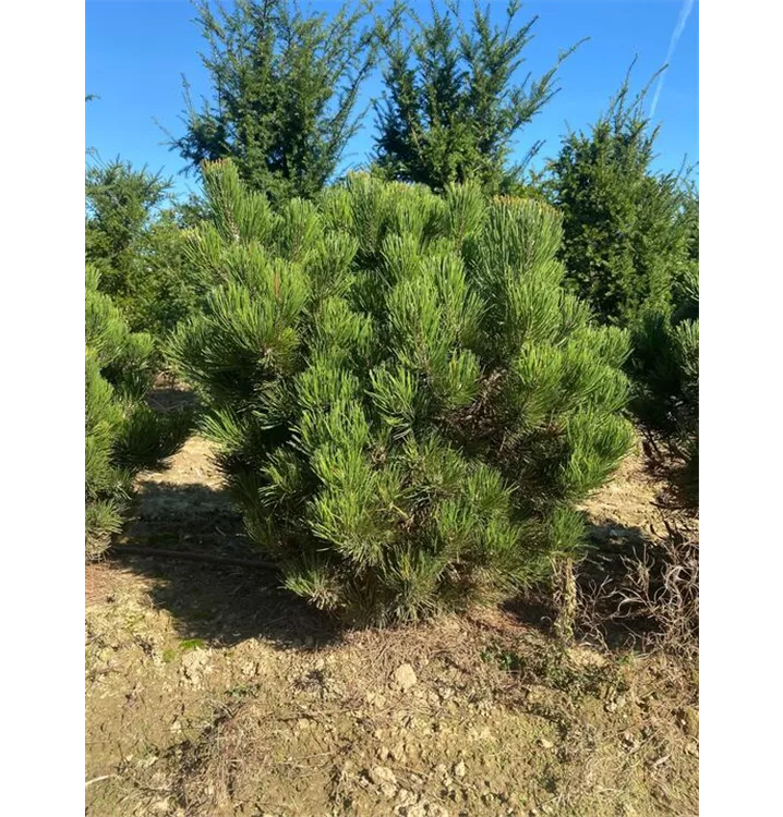 Pinus heldreichii 'Compact Gem' - Collection