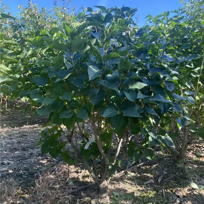 SCH23-038 125/150 - Edelflieder 'Michel Buchner' - Syringa vulg.'Michel Buchner' - Collection