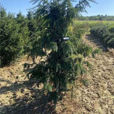 SCH23-025 175/200 - Eibe - Taxus baccata 'Dovastoniana' - Collection