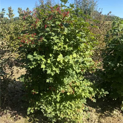 SCH23-020 150/175 - Gemeiner Schneeball - Viburnum opulus - Collection