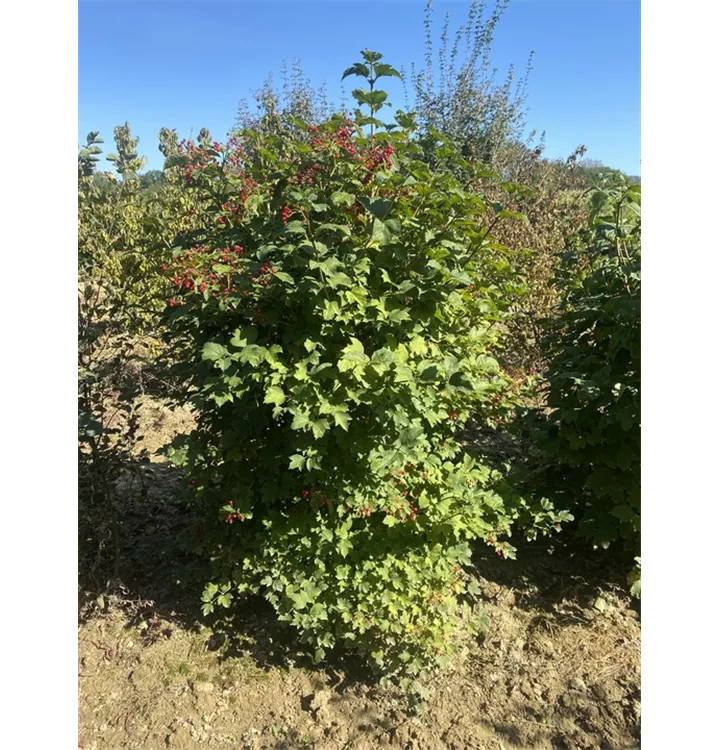 Gemeiner Schneeball - Viburnum opulus - Collection