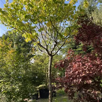 HOC Nr60 20-25 313.249 WA 1750 reserviert - Judasbaum 'Apalachian Red' - Cercis canadensis 'Apalachian Red' - Collection