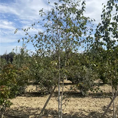 SCH23-052 350/400 - Himalayabirke 'Doorenbos' - Betula utilis 'Doorenbos' - Collection