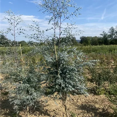 SCH23-076 225/250 - Eucalyptus gunnii - Collection