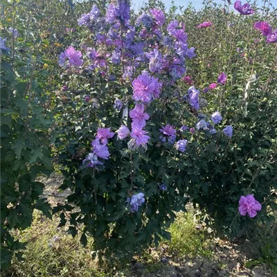 SCH23-082 100/125 - Garteneibisch 'Ardens' - Hibiscus syriacus 'Ardens' - Collection