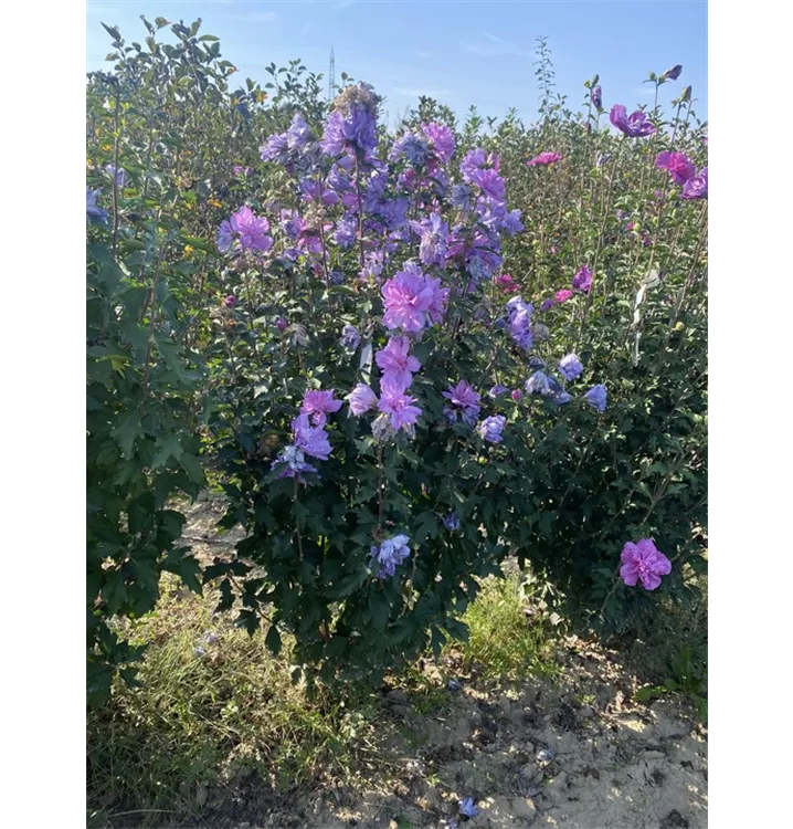 Garteneibisch 'Ardens' - Hibiscus syriacus 'Ardens' - Collection