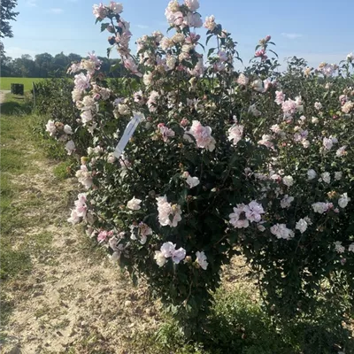 SCH23-079 150/175 - Garteneibisch 'Lady Stanley' - Hibiscus syriacus 'Lady Stanley' - Collection