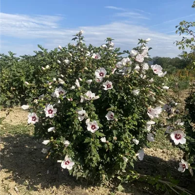 SCH23-072 80/100 - Garteneibisch 'Monstrosus' - Hibiscus syriacus 'Monstrosus' - Collection