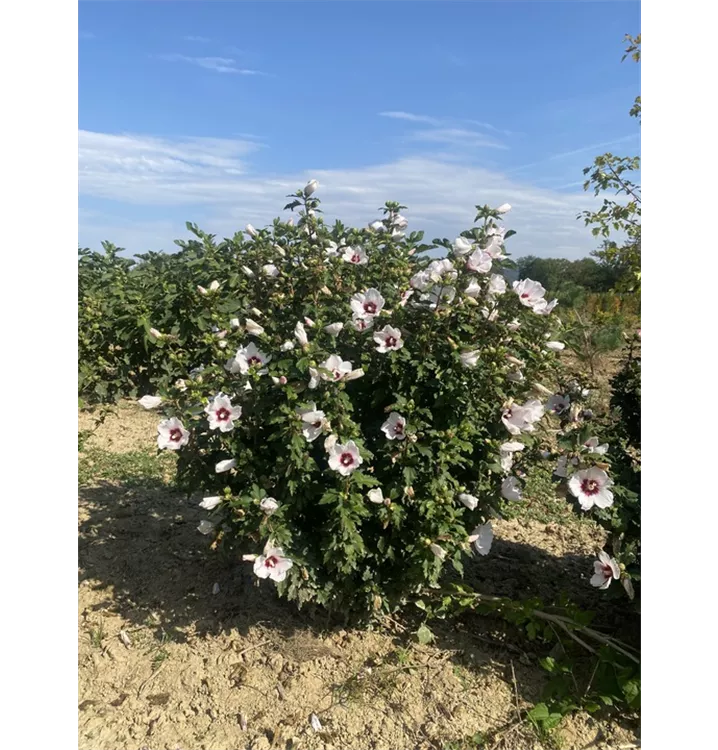 Garteneibisch 'Monstrosus' - Hibiscus syriacus 'Monstrosus' - Collection