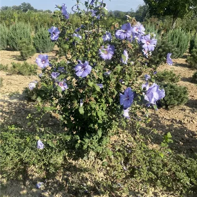 SCH23-080 100/125 - Garteneibisch - Hibiscus syriacus 'Oiseau Bleu' - Collection