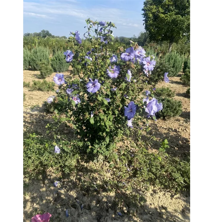 Garteneibisch - Hibiscus syriacus 'Oiseau Bleu' - Collection