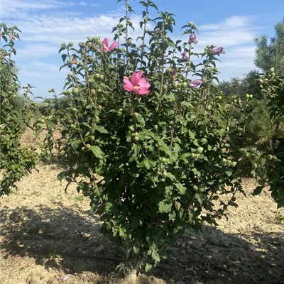 SCH23-071 100/125 - Garteneibisch 'Woodbridge' - Hibiscus syriacus 'Woodbridge' - Collection