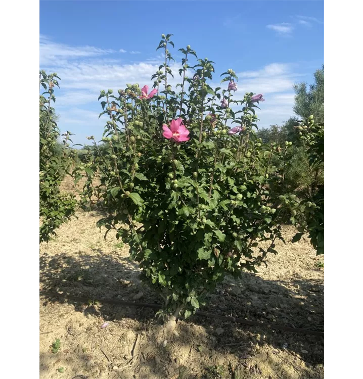 Garteneibisch 'Woodbridge' - Hibiscus syriacus 'Woodbridge' - Collection