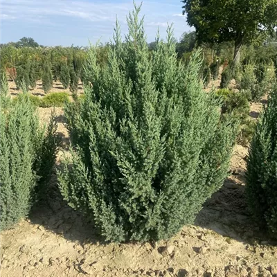 SCH23-081 100/125 - Juniperus chinensis 'Stricta' - Collection