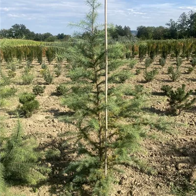 SCH23-074 150/175 - Europäische Lärche - Larix decidua - Collection