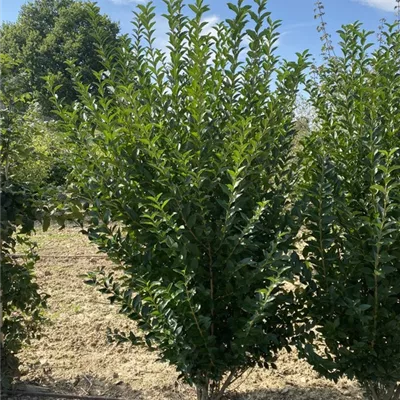 SCH23-064 175/200 - Ovalblättr.Liguster - Ligustrum ovalifolium - Collection