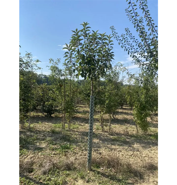 Apfel 'Pinova' -S- mittel - Malus 'Pinova' -S- CAC - Collection