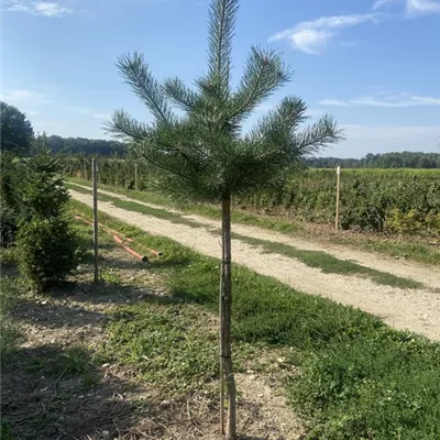 SCH23-077 HAB/ 10/12 - Kiefer - Pinus sylvestris - Collection