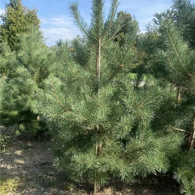 SCH23-078 175/200 - Kiefer - Pinus sylvestris - Collection